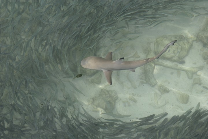 Sea