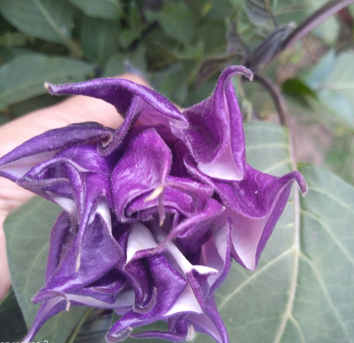 purple