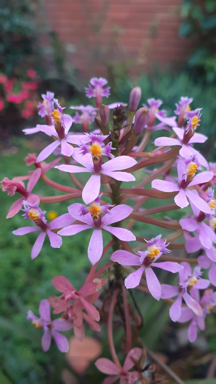 orquidea
