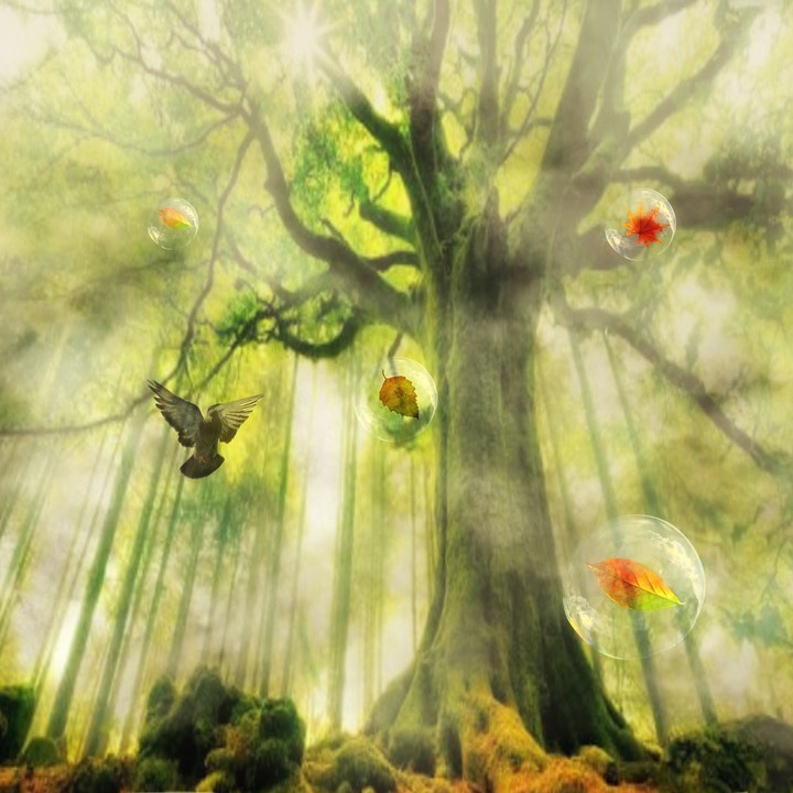 Forest