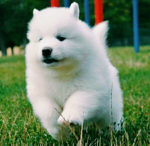 Samayeda Dog