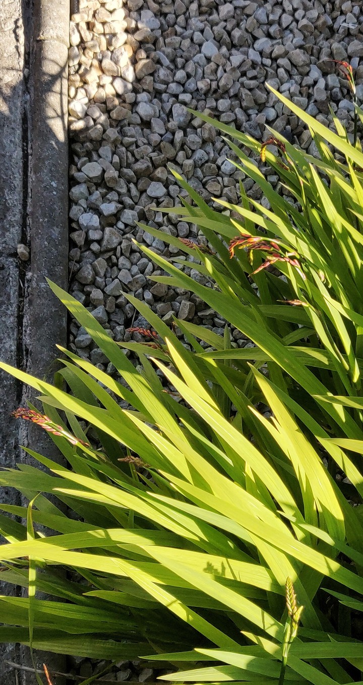 Grass