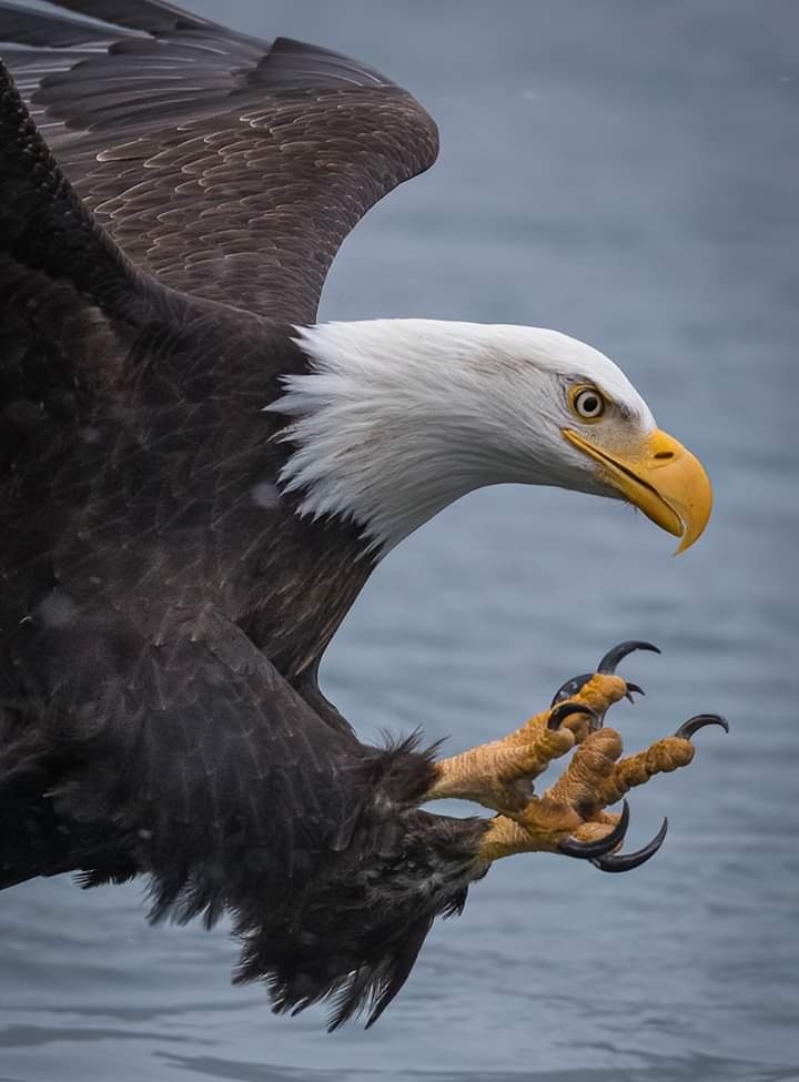Eagle