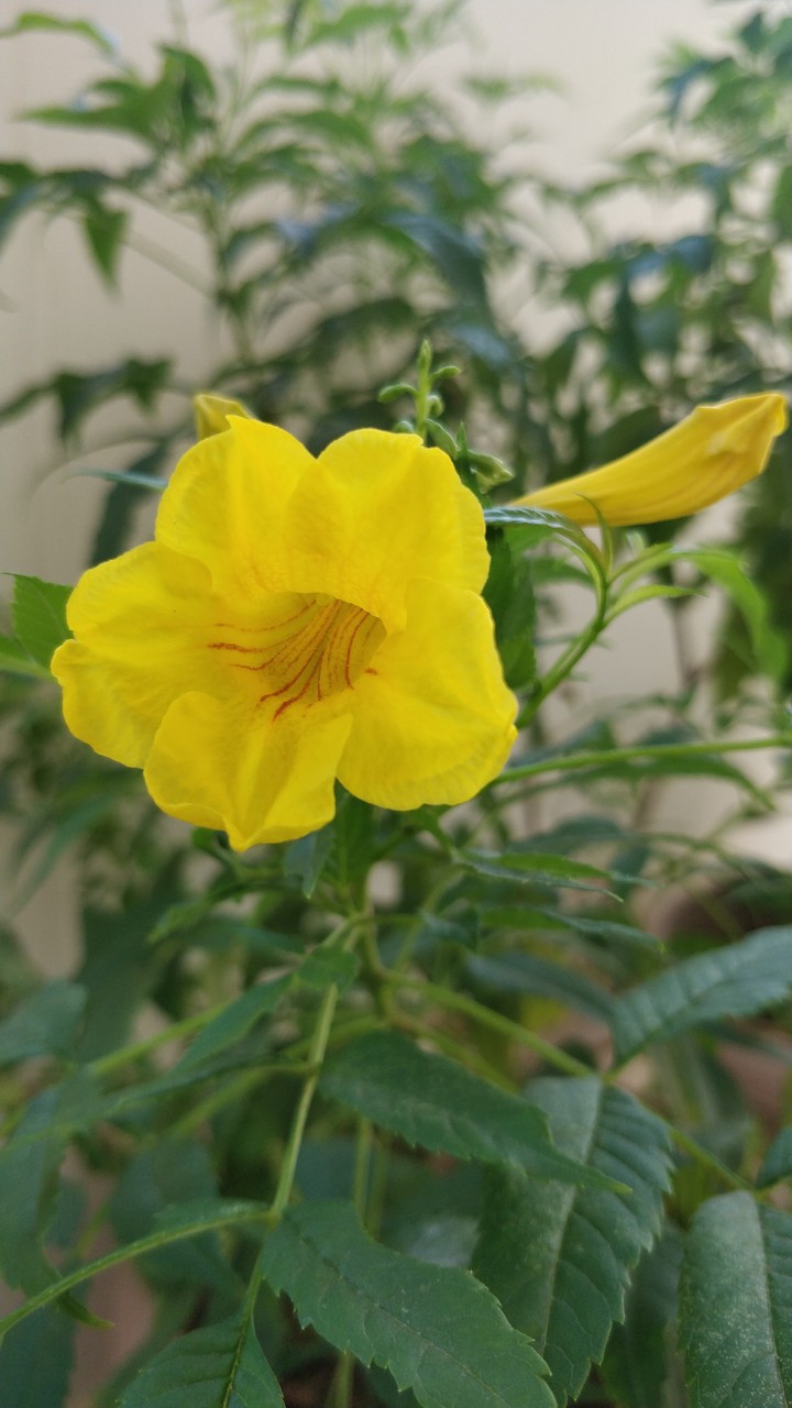 yellow flower tree