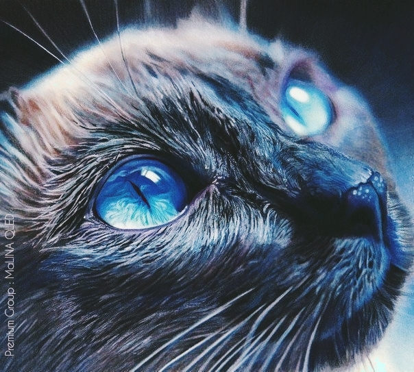 blue cat