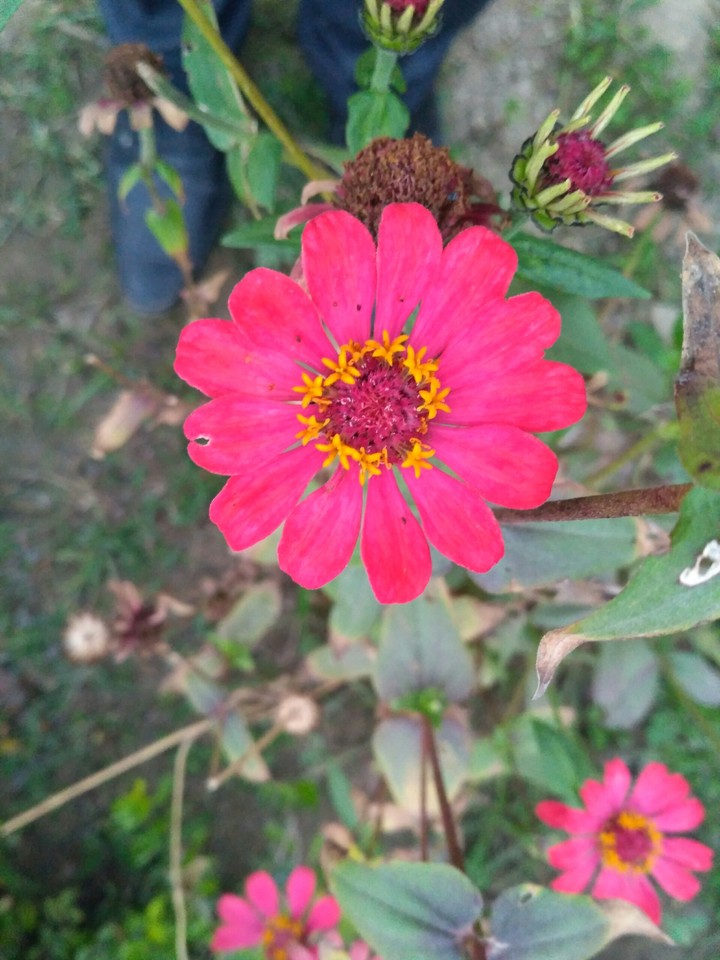 a day in garden