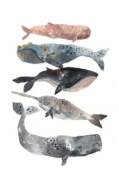 baleine