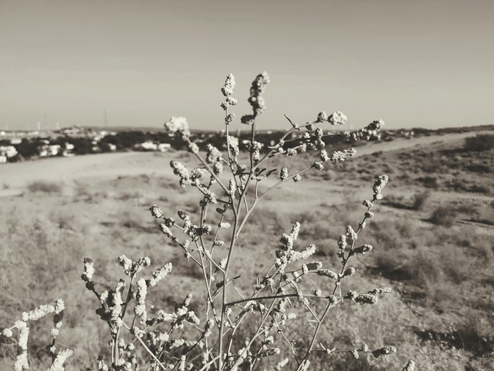 desert plant