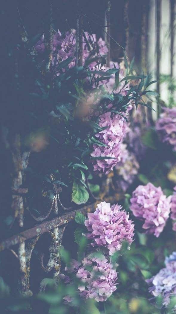 Vintage Flowers