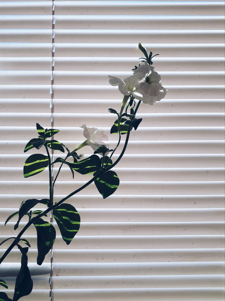 white&green