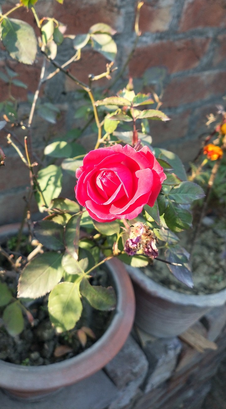 Rose