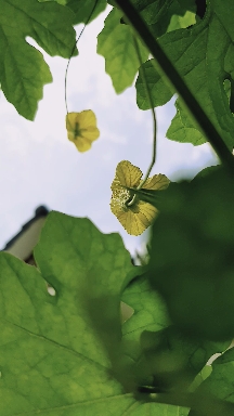 bitter melon flowers