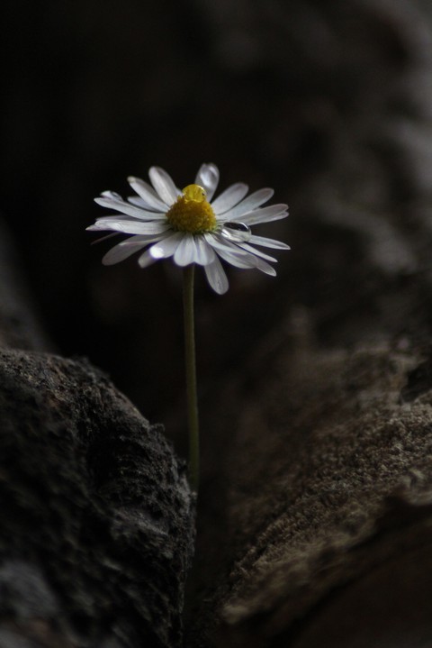 daisy