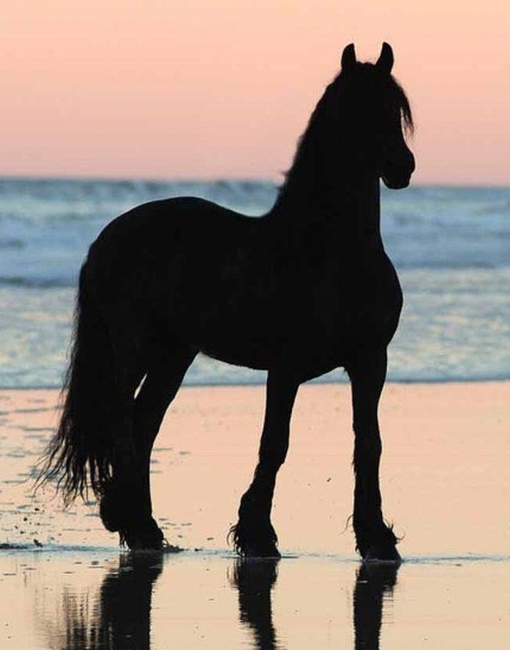 wunderschön♡♡~friese~♡♡