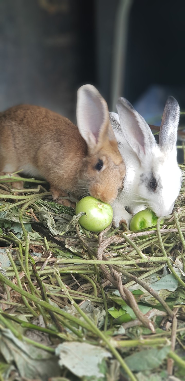 rabbits