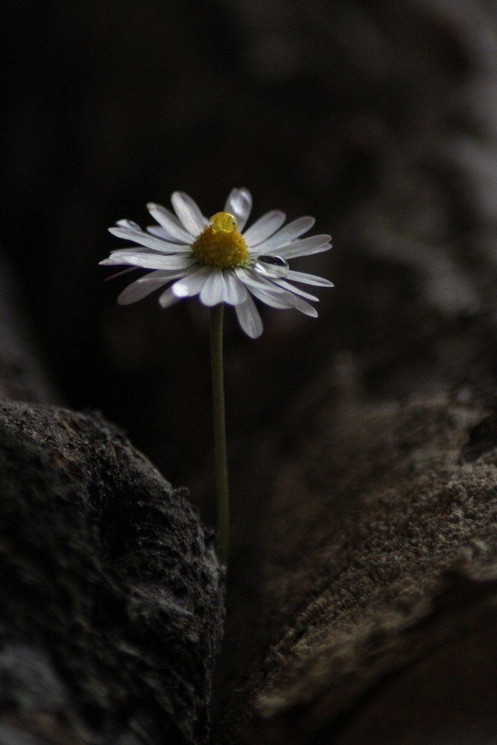 daisy