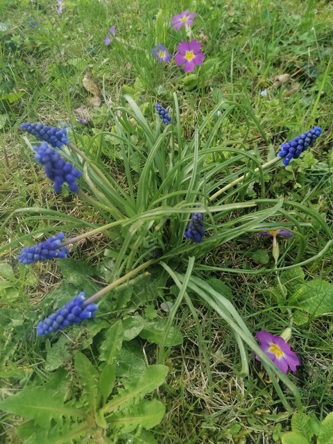 sfondi grass, petal