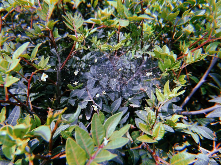 spider house.