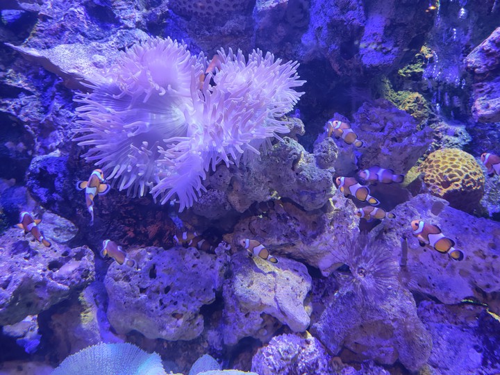 Life of the sea
