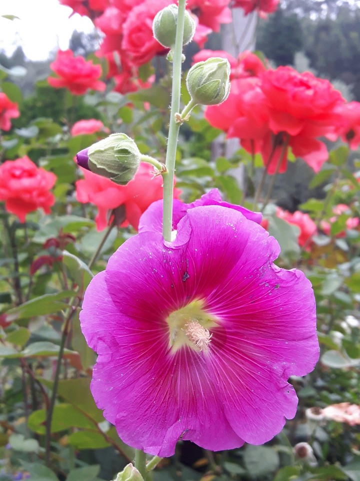 Flowers