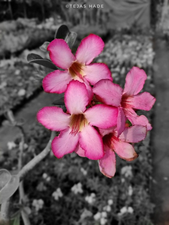 Flowers