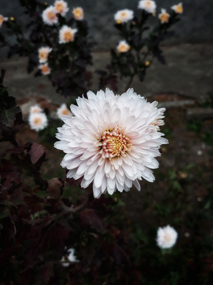 flowers