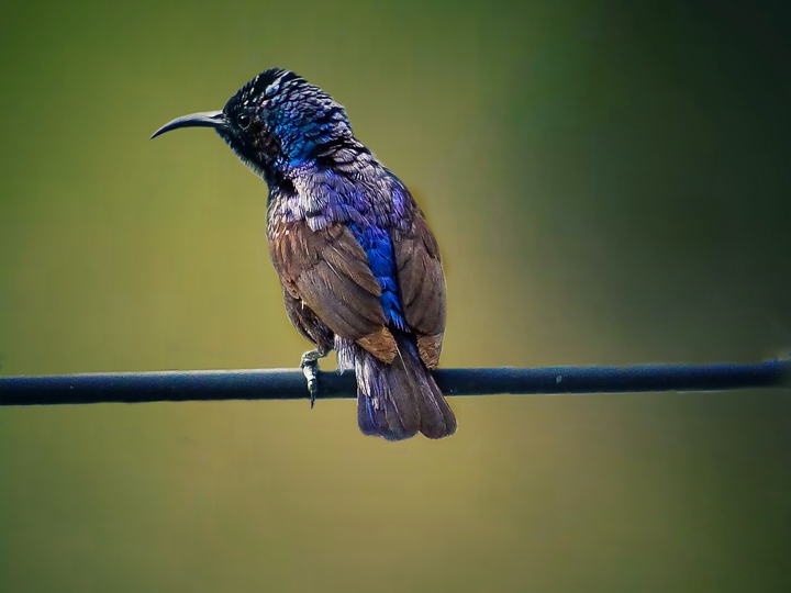 sunbird