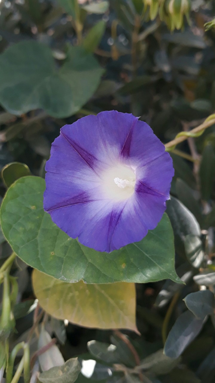 #purpule #flower #white #garden #winter
