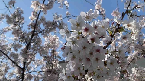 벚꽃. 봄