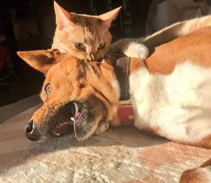 Cat & Dog