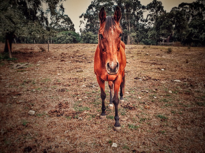 beautiful horse