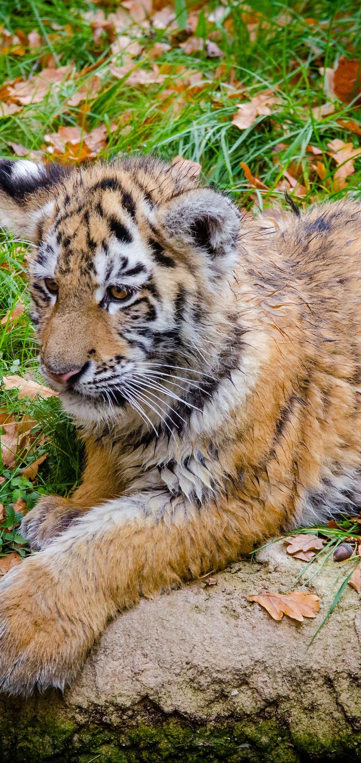 tiger
