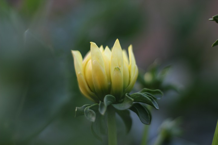 dahlia