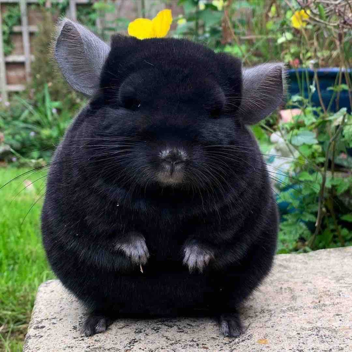 cute