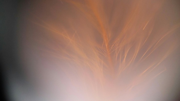 Feather