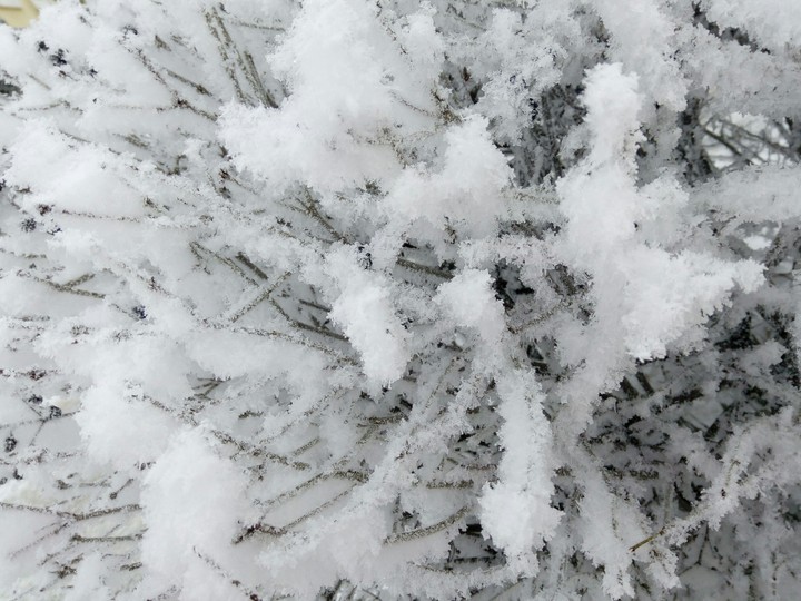 Winter trees