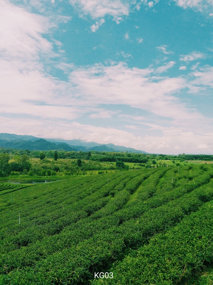 TEA AND SKY