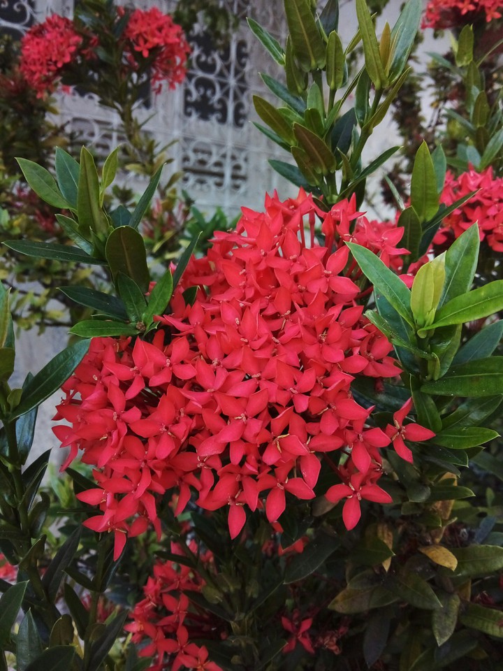 Flor Ixora coccinea