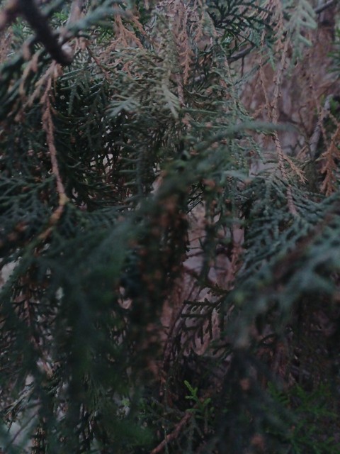 fir, 植物桌布