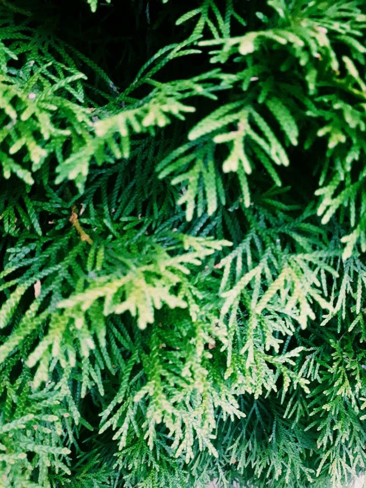 Pine Trees