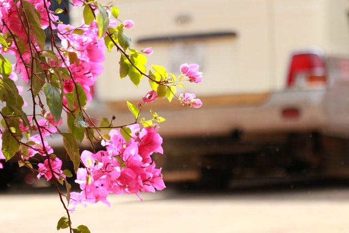 flower