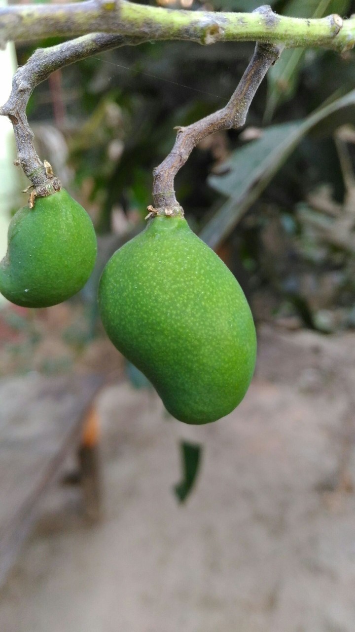 little mango