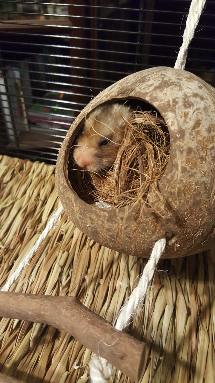 Little Hamster