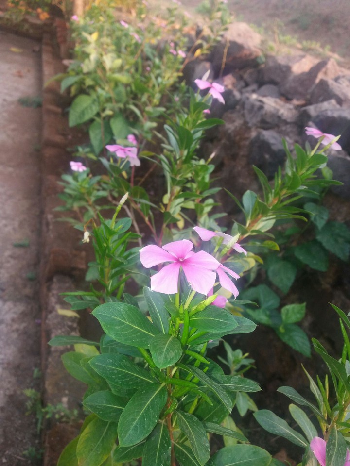 flowers
