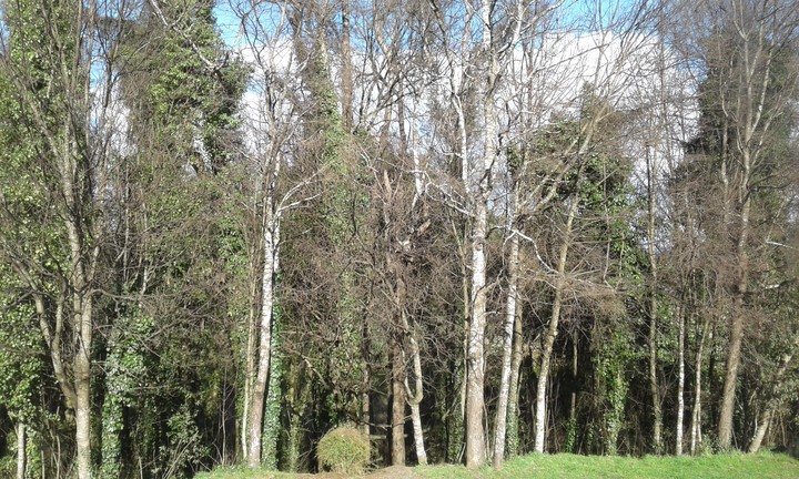 trees