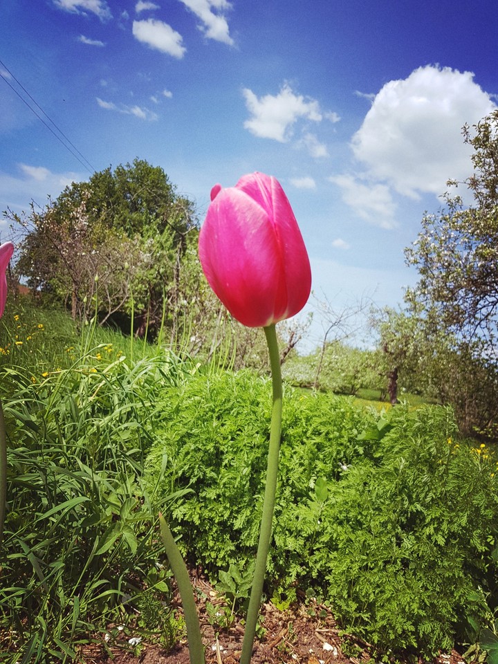 spring