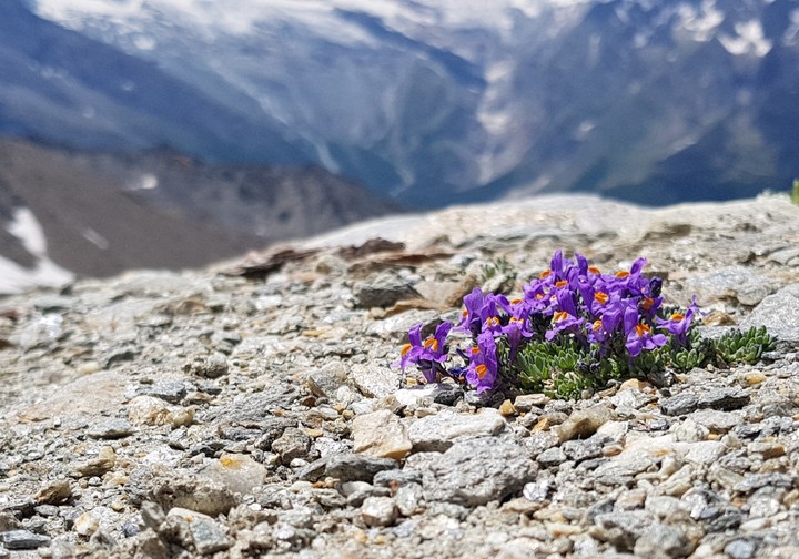 alpen blumen