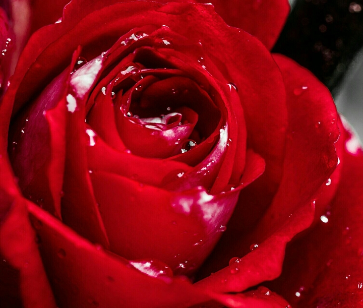 RedRedRed Rose