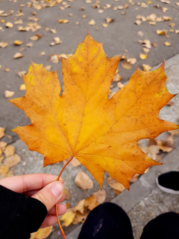 autumn