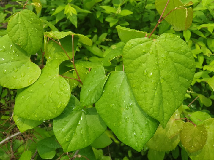 leaf